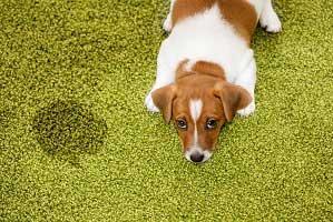 Carpet Pet Damage Ahwatukee