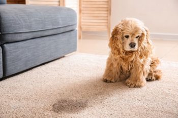 Pet Damaged Carpets Ahwatukee